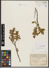 Foto von Salix hastata L.